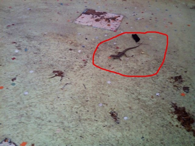 Saison 2014 2015 1 (34).jpg